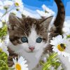 Flowers cat art picture - DIY Paint By Numbers - Numeral Paint