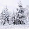 Fir Trees in The Snow Landscape Paint By Numbers