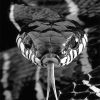 Black And White Snake NEW Paint By Numbers