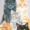 Cute Cats NEW Paint By Numbers
