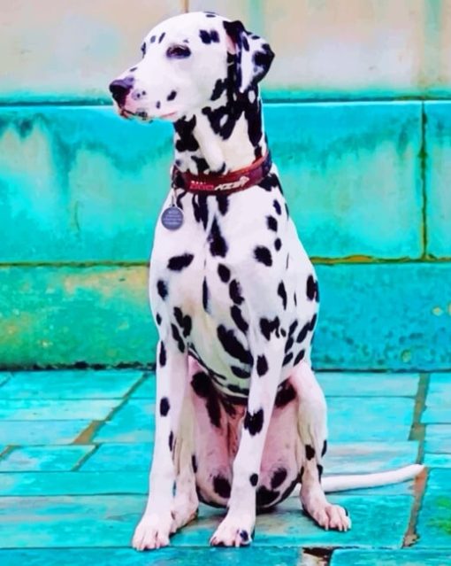 Dalmatian Dog paint by numbers