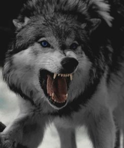 Angry Wolf paint by numbers