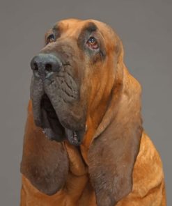 Bloodhound-paint-by-number