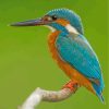 kingfisher-paint-by-numbers