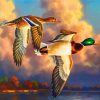 Waterfowl Birds Paint by numbers