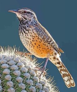 Wren Bird Paint by numbers