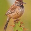 Cactus Wren Desert Bird Paint by numbers