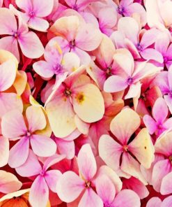 Hydrangea-Beautiful-Pink-Flower-paint-by-number