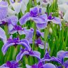 Iris Flower Field Paint by numbers