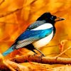 Magpie Bird Animal Paint by numbers