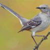 Mockingbird Bird Paint by numbers