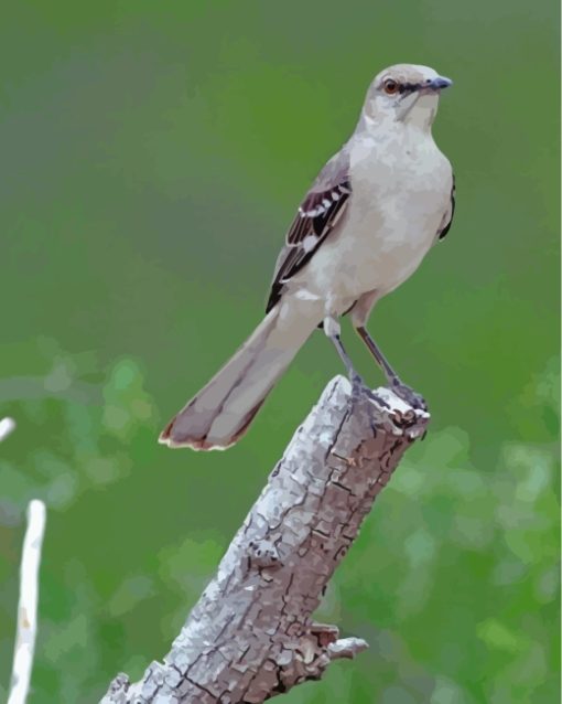 Northern Mockingbird Paint by numbers