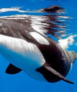 Orca Whale Paint by numbers