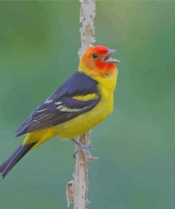 Western Tanager On Stick Paint by numbers