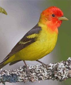 Western Tanager Paint by number