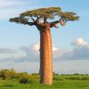 Baobab Tree Paint by numbers