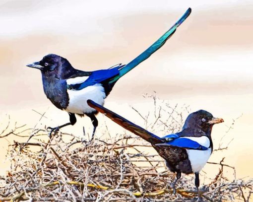 Black Billed Magpie Paint by numbers