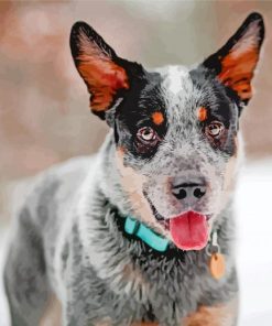 blue-heeler-dog-breed-paint-by-numbers