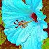 Blue Hibiscus Flower paint by numbers