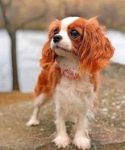 cavalier-puppy-animal-paint-by-numbers