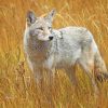 Coyote In A Field Paint by numbers