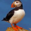 cute-atlantic-puffin-bird-paint-by-numbers