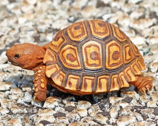 cute-leopard-tortoise-paint-by-numbers