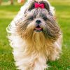 cute-shih-tzu-paint-by-numbers