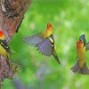 Flying Western Tanager Birds Paint by numbers