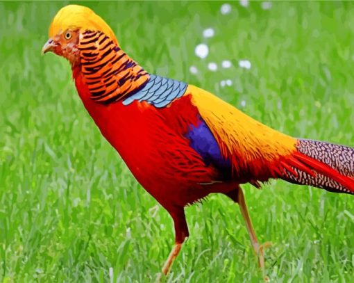 Golden Pheasant Bird Paint by numbers