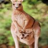 kangaroo-with-her-baby-paint-by-number