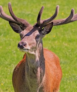 Red Deer Stag During Daytime