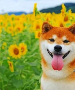 Shiba Inu In A Field Of Sunflowers Paint by numbers