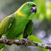 Amazon Parrot On Branch paint by numbers