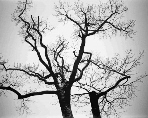 Two Black And White Trees paint by numbers