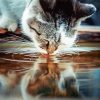 Cat Drinking Water paint by numbers