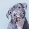 Cute Blue Staffy Puppy paint by numbers