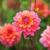 Dahlia Coral Flowers paint by numbers