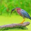 Green Heron Catching Fish paint by numbers