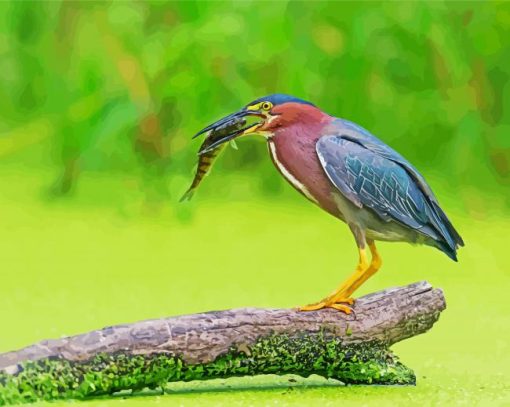 Green Heron Catching Fish paint by numbers