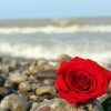 Red Roses And Beach paint by numbers