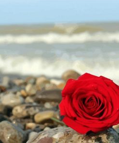 Red Roses And Beach paint by numbers