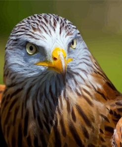 Red Kite Bird Face paint by numbers