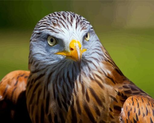 Red Kite Bird Face paint by numbers