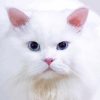 White Persian Cat paint by numbers