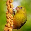 Bird On Millet paint by numbers