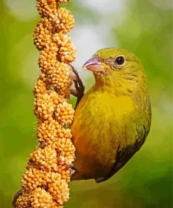 Bird On Millet paint by numbers