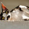 Black And White Cat Devon Rex paint by numbers