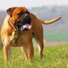 Bull Mastiff Pet paint by numbers