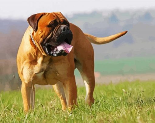 Bull Mastiff Pet paint by numbers